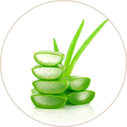 Aloe Vera Extract (Ghrit Kumari)