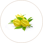 Arnica Montana Oil (Harachampala)
