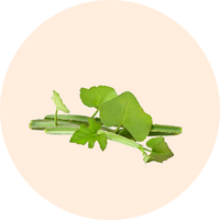Veldt Grape (Asthisamha)