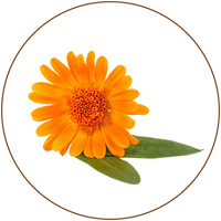 Calendula Extract (Calendula officinalis)