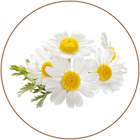 Chamomile Extract (Anthemis nobilis flower)