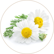 Chamomile (Karpurapuspa) 