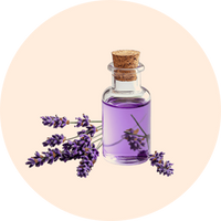 Lavender Oil (Dharu Tailam)
