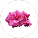 Geranium Oil (Bandhuka Pushpam)