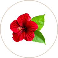 Hibiscus Leaf Extract (Gudhal)