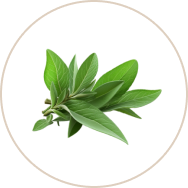 Sage Extract (Samudraphala)