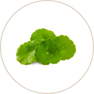 Centella Asiatica Extract (Mandukaparni)