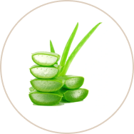 Aloe Vera (Ghrit Kumari)