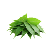 Neem Extract (Neem)