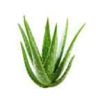 Aloe Barbadensis Extract