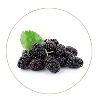 Mulberry Extract (Ashyuka)