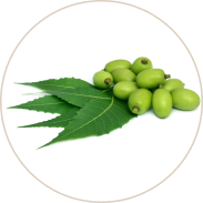 Neem Extract (Nimba)