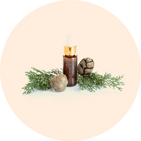 Cypress Oil (Saru Tailam)