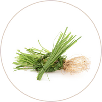 Vetiver (Kusha)