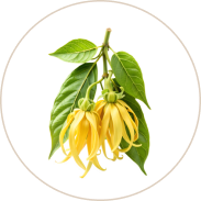 Ylang Ylang (Harachampaka Madanah)