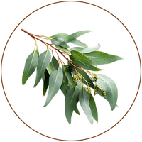 Eucalyptus Oil