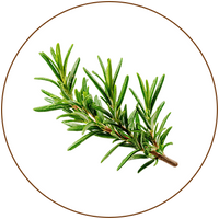 Rosemary Oil